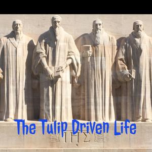 The Tulip Driven Life