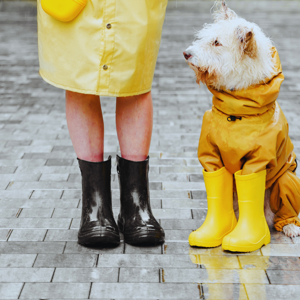 Gear Mistakes for Dogs Who Travel Often