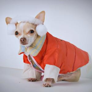 How to Stop Your Dog Shivering in Cold