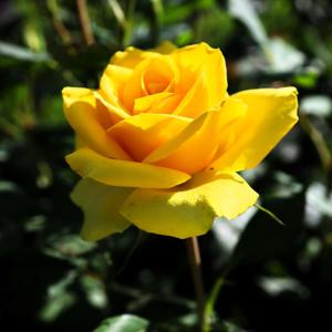 Θησαυροί στο Τσεπάκι