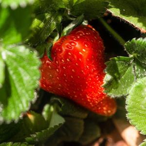 De-Costruire la fragola perfetta