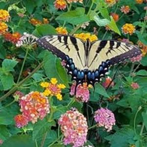 Healing Verses: The Power of Poetry in Overcoming Military Sexual Trauma