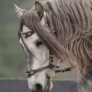 For the love of the Horse