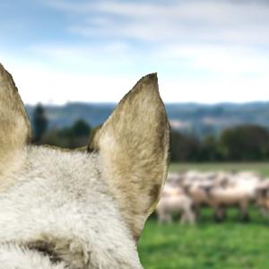 2 Hungry Wolves Let Loose on a Flock of Sheep