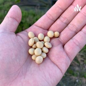 農系ラジオ！大豆栽培まめたろうラジオ