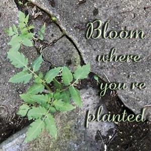 Bloom Where You're Planted