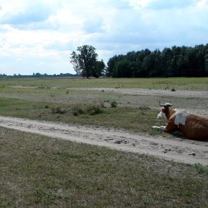 Szik+Víz [Tilos Rádió podcast]