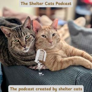 The Shelter Cats Podcast