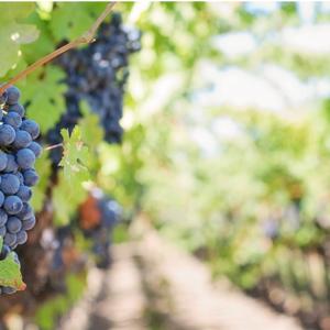 Parlons éco : De la vigne et des hommes