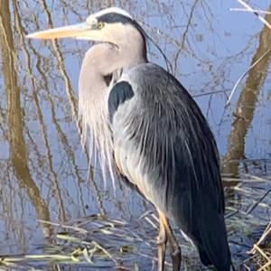 Nature of the Upstate