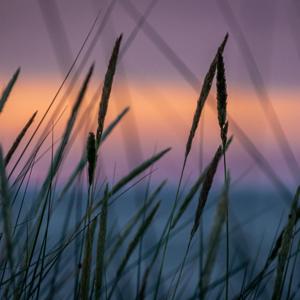 Scintille per Nueva Tierra Sagrada