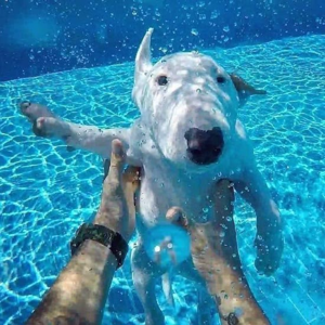 smiling friends mimic