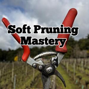 Soft Pruning Mastery