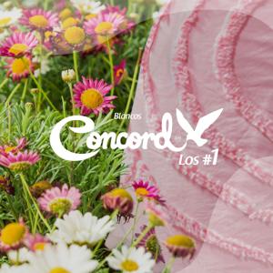 Colchas Concord Podcast