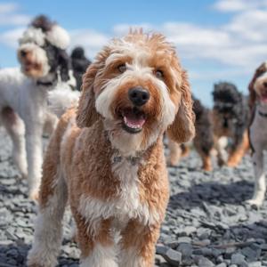 Understanding the Charm of a Dog Breed P