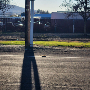 Squirrel on a Powerline