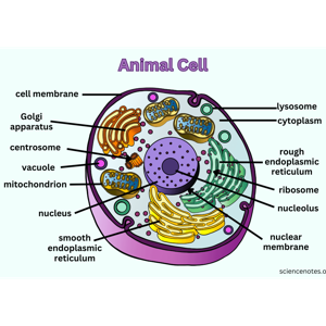 Animal cells