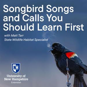 Songbird Songs and Calls You Should Learn First