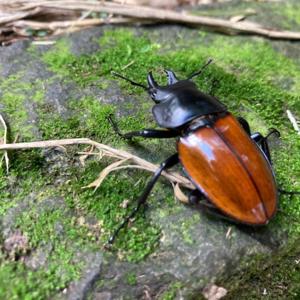 阿熊老師的生物碎碎唸