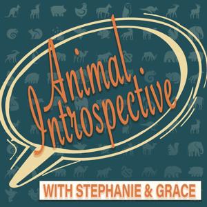 Animal Introspective