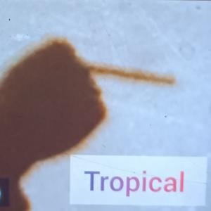 Tropical