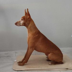 Kaboom Storie di Musica e di Bravi Ragazzi