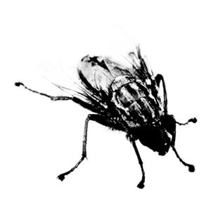 Bughead Podcast