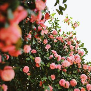 山茶花與您共讀