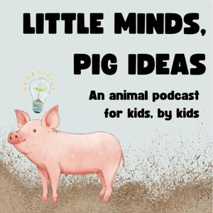 Little Minds, Pig Ideas