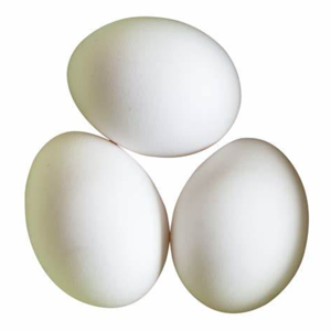All About the Egg!