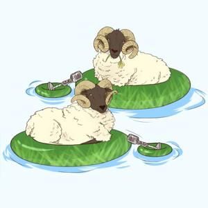 Two Sheep In A Pool