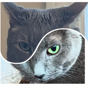 The Cats of History