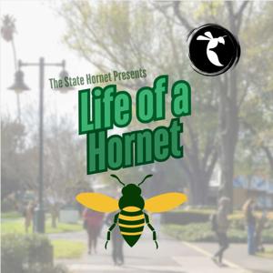 Life of a Hornet