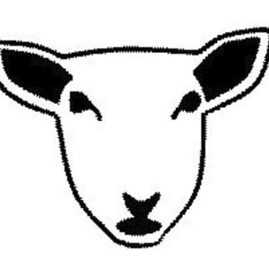 White Sheep
