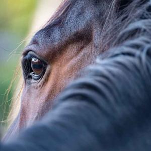 Welcome to the Stable