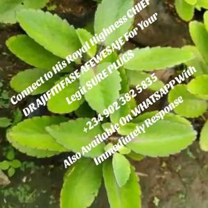 The Best Powerful Spiritual Herbalist In Nigeria's Podcast