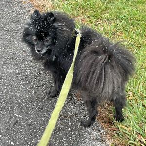 Chronicles de chickpea