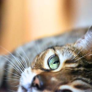 Chicken Go Home 雞思面