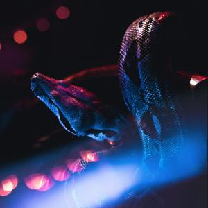 The Blacklight