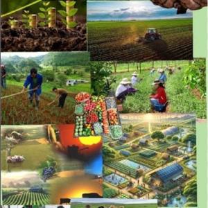 Actividades económicas