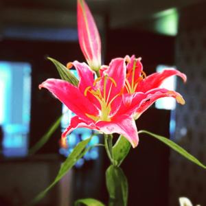 El podcast de Maria Soledad Alvarez