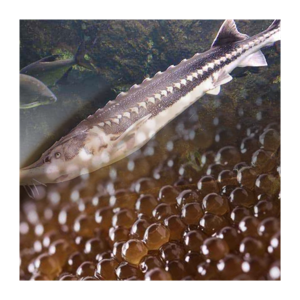 Tuna and cavier in 2025