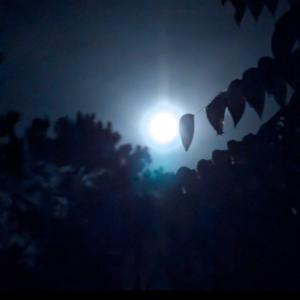 🌛 N🦉ght Øwls 🌜