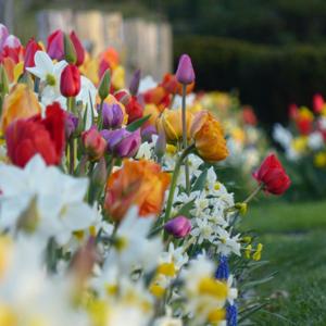Blooming Lessons: My Journey of Planting Flowers at Home