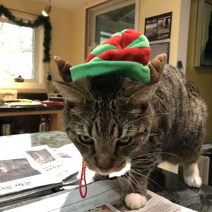 Hollysnark (with a side of Bauble)