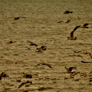 Ham Radio News from around the world