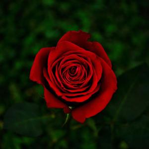 Una rosa para Emily - Jackeline Erazo