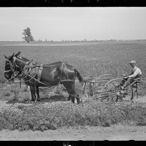 Behind the Mules