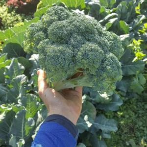 Curly's Mind podcast