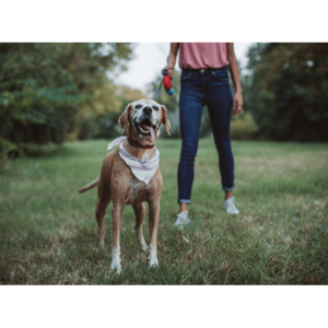 Tales of Trails & Tails with Four Dog Paws